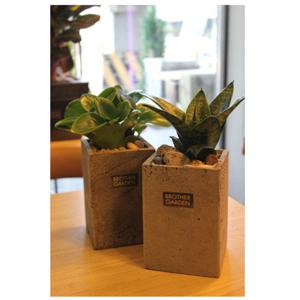 [영전화분/영전축하화분]청페페&타이거산세베리아 set