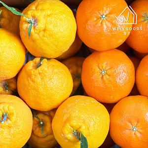 [웰굿] 제주직송 한라봉 레드향 혼합 2kg(8-10과내외,중과)