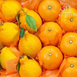 [웰굿] 제주직송 한라봉 천혜향 혼합 2kg(4-8과내외,대과)