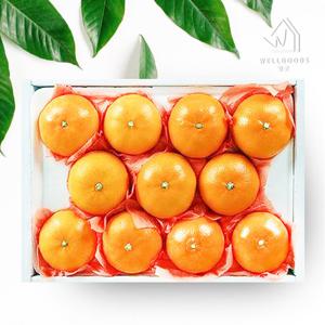 [웰굿]제주직송 천혜향 선물세트 1.5kg(10-12과,소과)