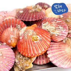[남해바다] 국내산 가리비 2kg