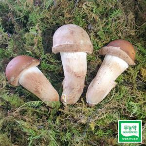 옥과농원 산지직송 무농약 최고 참송이버섯 최상급 500g (전라남도 곡성군 특산)