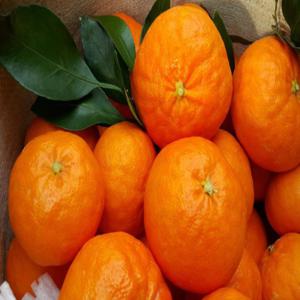 타이백 감귤 5kg(로얄과)