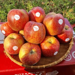 엔비사과 정품 / 중과5kg (25과 내외)