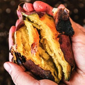 [맛군]고창 김민상님의 햇 꿀고구마 베니하루카 10kg 특상