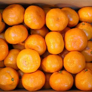 [빛과나무]당도높은 제주효돈감귤 5kg(37~40입내/2L)