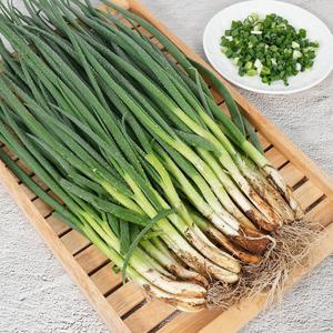 전남에서 자란 쪽파 1kg