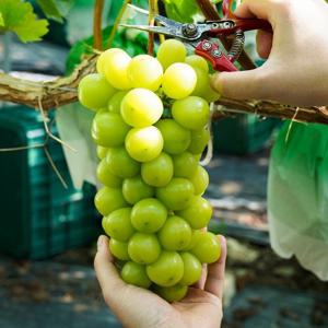 고당도 프리미엄 샤인머스켓 4송이 (3kg) 세트 박스 포도 청포도 고당도 선물 샤인머스캣 여름 과일