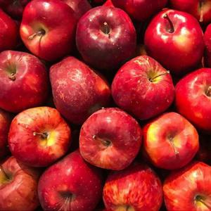 갤러리아_밀양 얼음골 부사사과 3kg 소과(13~14과내외)