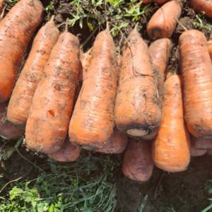 제주 햇 구좌당근 흙당근 중 5kg