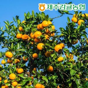 [제주바람] 제주농협 직송 제주 하우스감귤 2.5kg (L~2L/18~22과)
