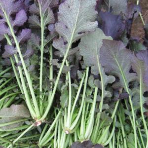 [농협] 국내산 신선 홍갓 4kg(2kgx2단)