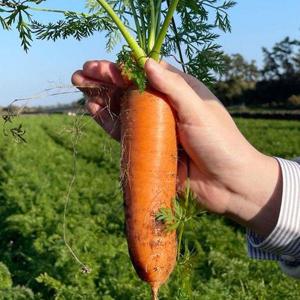 갤러리아_제주 구좌당근 특 5kg