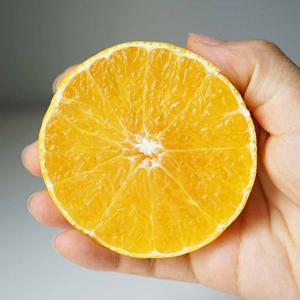 제주 황금향 10kg 중소과 (50과 전후) 가정용