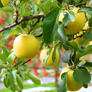 국내산 시나노골드 황금사과 가정용 5kg (12-16과)