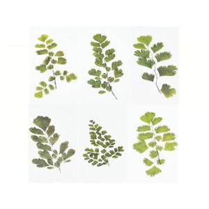 꾸미기스티커 다꾸 풀 식물 스티커 인테리어 스티커 D (WE52914)