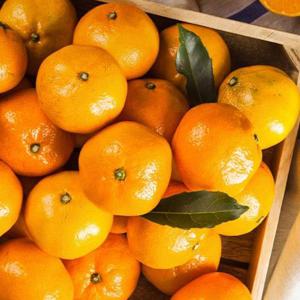 타이벡 제주 고당도 조생감귤 9kg 로얄과 (S-M)