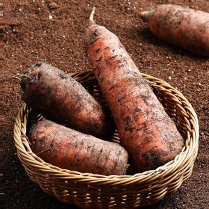 제주 구좌 흙당근 5kg (왕특)