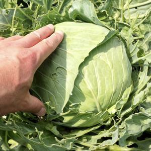 [농협] 제철미각 신선 양배추 2통(특/통당1kg내외)