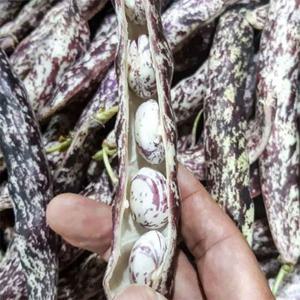 고소 달달 국내산 냉동 깐 호랑이강낭콩 2kg 얼룩이콩 호랑이 강낭콩