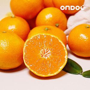 [온도씨] 제주 고당도 타이벡 감귤 4.5kg 로얄과 (S-M)