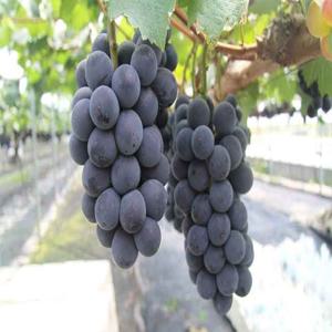 국내산 노지 프리미엄 거봉포도 2kg(3송이)/25년햇과