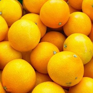 제주 노지 황금향 신선 과즙가득 제철 황금향 10kg 중대과 (24~35입)