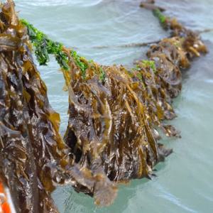 당일작업 생 물미역 1kg