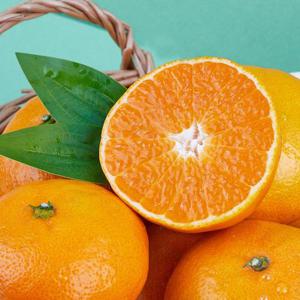 제주 고당도 조생 노지 감귤 2.5kg 프리미엄과