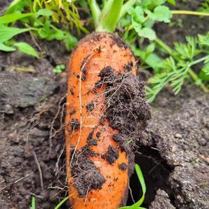 제주 구좌 햇 흙당근 5kg 특품