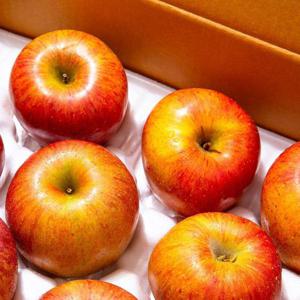 갤러리아_[더조은] 알뜰 꿀사과 부사사과 10kg 흠과 48-52과