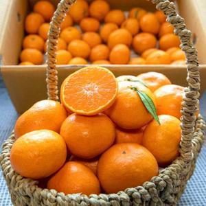 제주 타이벡 감귤 로얄과 (2S-M) 9kg