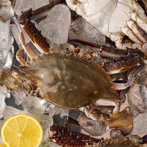 산지직송 달큰한 연평도 활 숫꽃게 1kg (3-5미/빙장포장)