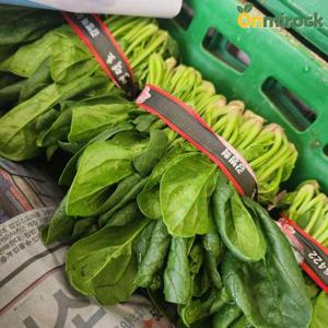 온미락 포항 영해초 포항초 1단(300g내외) 해풍맞은 달달한 시금치