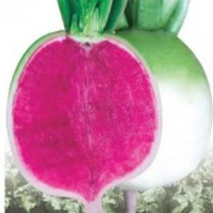 야채 수박무 무우 채소 종자 품종 씨앗 100립 일반종