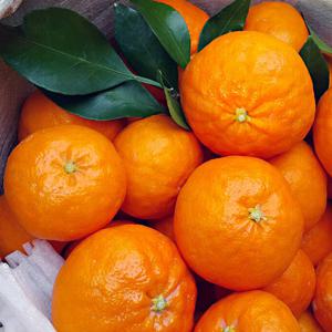 [제주직송] 달콤한 가정용 레드향 4.5kg (10~25과 내외)