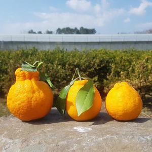 제주 한라봉 가정용 1kg 중과