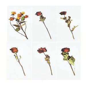 드라아플라워 장미 꾸미기 스티커 인테리어 다꾸