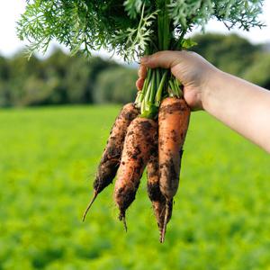 친환경 당근 특 5kg 국내산 채소 야채 흙당근 당근라페 요리 무농약