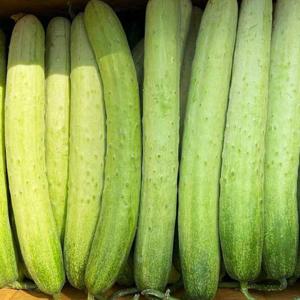 [맛딜] 국내산 못난이 실속형 백오이 50개