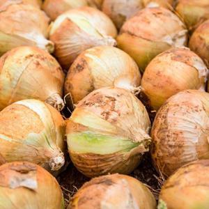 최상품 무안황토 햇양파 10kg 특