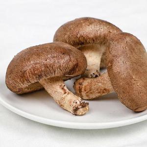 국내산 생표고버섯 2kg 특품