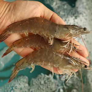 서해안 자연산 당일조업 대하 1kg 특