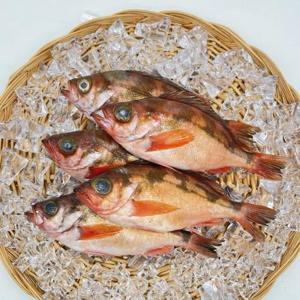 독도산 특대 볼락 손질 1kg