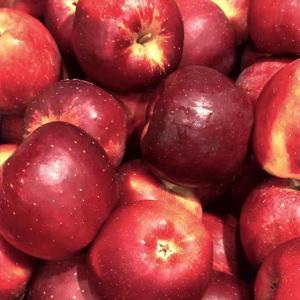 [정과] 엔부사과 1kg(3-5입)