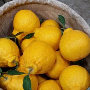 고당도 제주 한라봉 중대과 3kg 가정용 (7-15과)