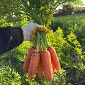 [파머스지]제주 구좌 햇 당근 8kg