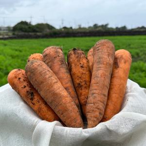 [파머스지] 王사이즈 제주 구좌 햇 당근 8kg