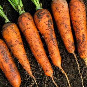포미식탁 국내산 흙당근 달큰한 구좌 당근 중사이즈 5kg
