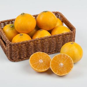 [과일꾼] 신선 향긋한 매력 제주 황금향 정품 5kg 14-40과